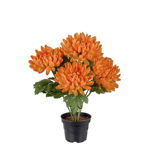 Chrysanthemum, orange