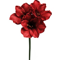 Amaryllis röd 65 cm