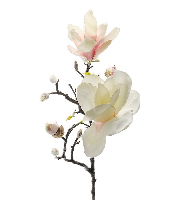 Magnolia rosa 60 cm