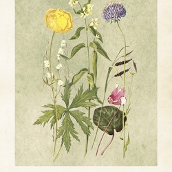 Poster Sommarblommor