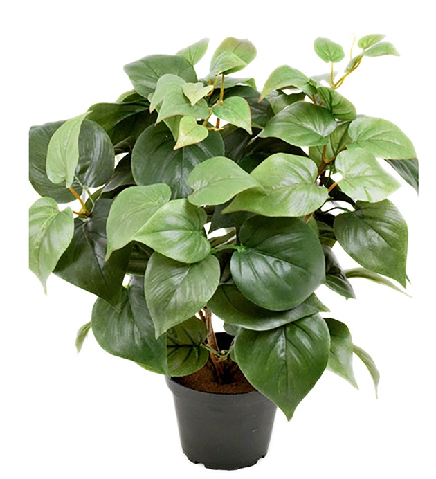 Grön växt Philodendron