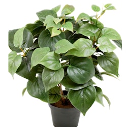 Grön växt Philodendron