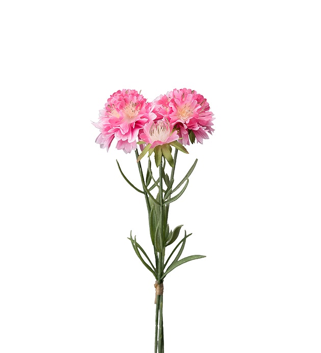 Scabiosa rosa