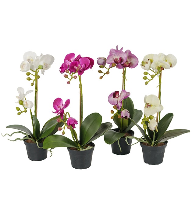 Phalaenopsis i olika färger