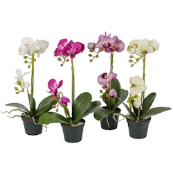 Phalaenopsis i olika färger