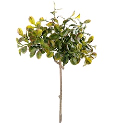 Lingonris kvist 20 cm