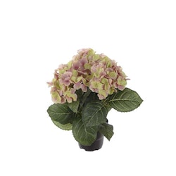 Hortensia 30 cm