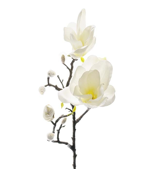 Magnolia vit 60 cm