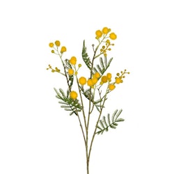Mimosa 60 cm