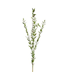 Eucalyptus 70 cm