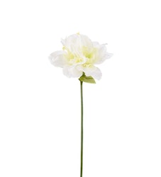 Amaryllis vit 63 cm