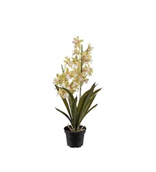 Cymbidium orkidé