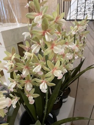 Cymbidium orkidé