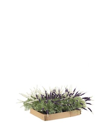 Lavendel, mix