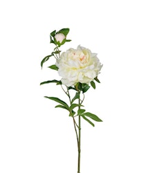 Pion vit 65 cm