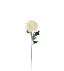Zinnia vit 45 cm