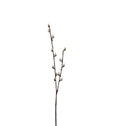 Videkvist 57 cm
