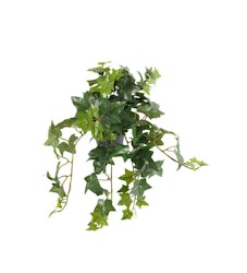 Murgröna 30 cm