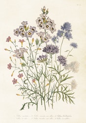 Poster Ängsblommor