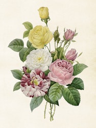Poster Rosor