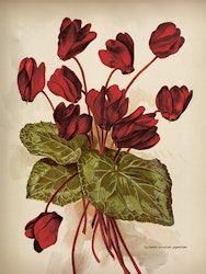Poster cyklamen