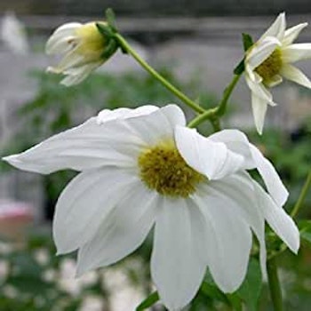 Träddahlia Imperalis White