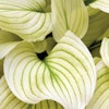 Hosta White Feather