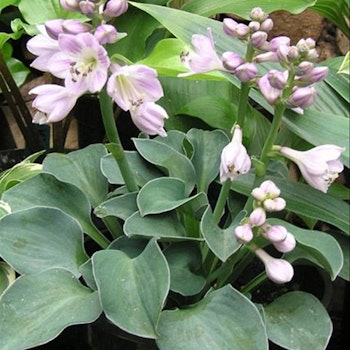 Hosta Blue Mouse Ears