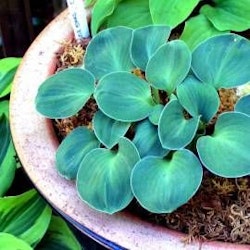 Hosta Blue Mouse Ears