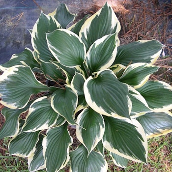 Hosta Patriot