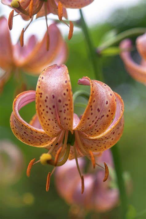 Lillium martagon Fairy Morning