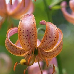 Lillium martagon Fairy Morning