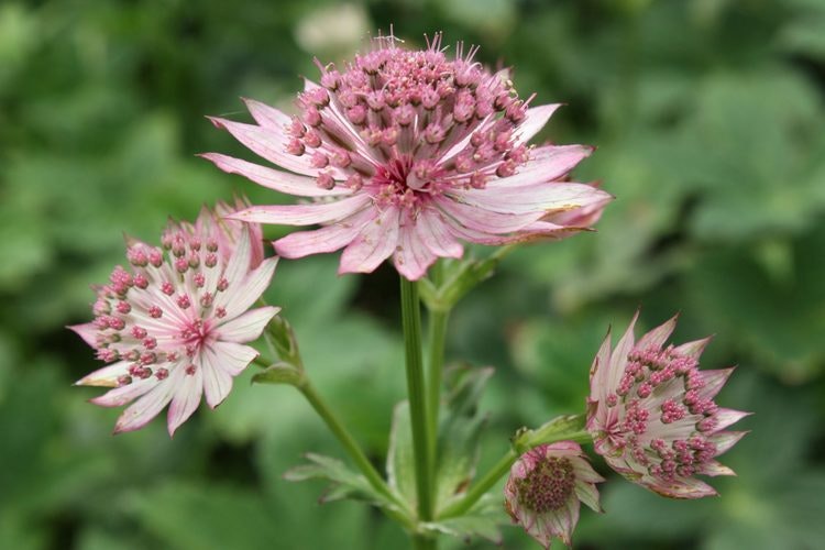 Astrantia