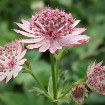 Astrantia