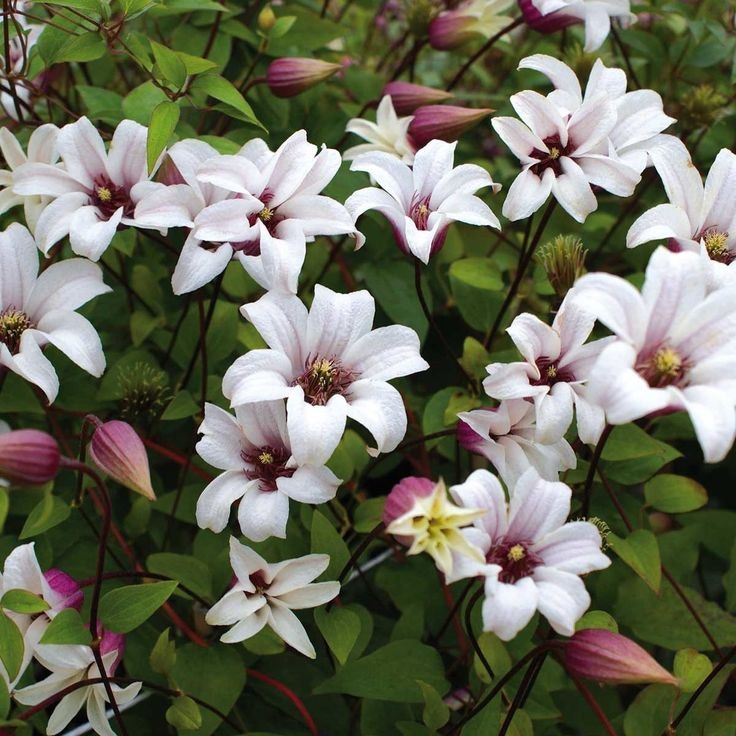 Clematis Princess Kate