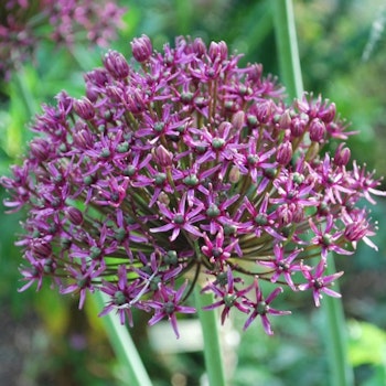 Allium "Miami"
