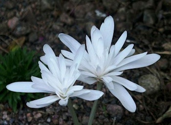 Colchium "Alboplenum"