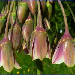 Nectaroscordum siculum, honungslök