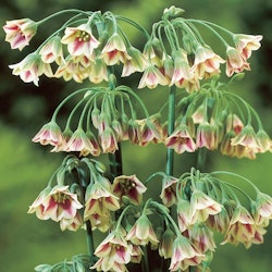 Nectaroscordum siculum, honungslök