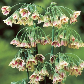 Nectaroscordum siculum, honungslök