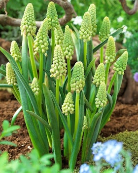 Bellevalia pycnantha "Green Pearl"