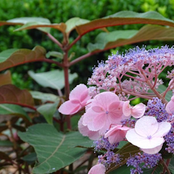 Hydrangea "Hot Chocolate"