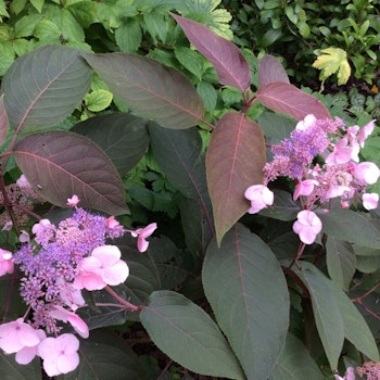 Hydrangea "Hot Chocolate"