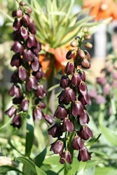Fritillaria persica Purple Dynamite