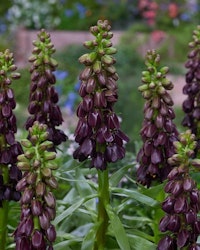 Fritillaria persica Purple Dynamite