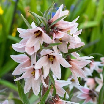 Fritillaria stenanthera