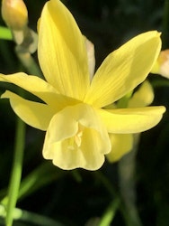 Narciss "Hawera"