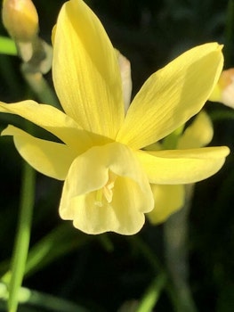 Narciss "Hawera"