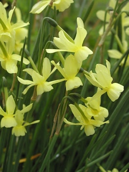 Narciss "Hawera"