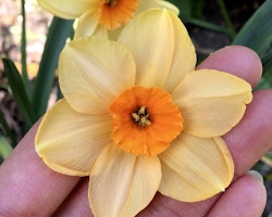 Narciss "Sabine Hay"